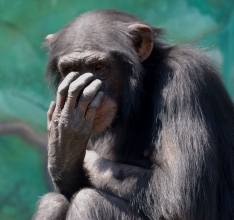 Chimp at Tennoji Zoo