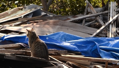 A Cat in Nagata