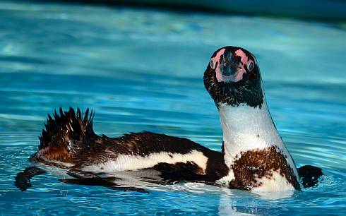 王子動物園のペンギン